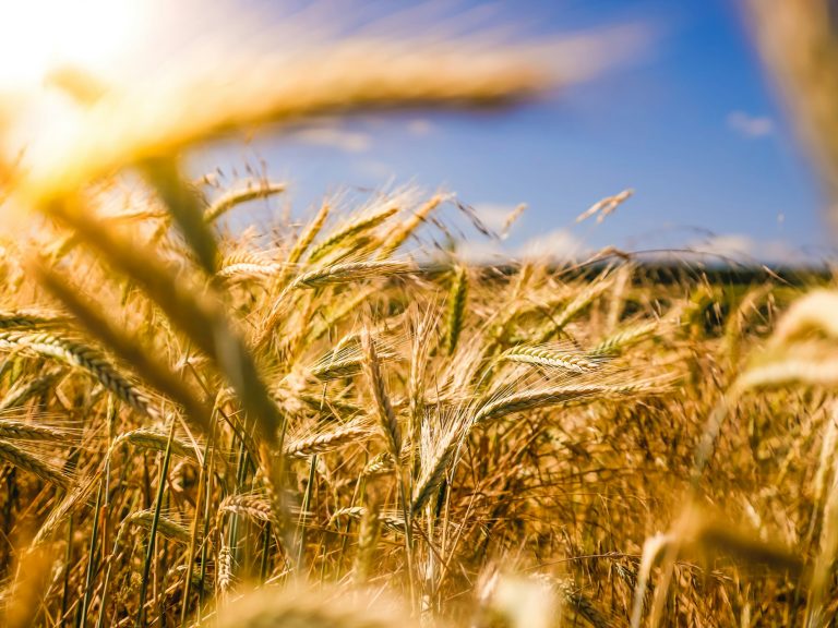 Golden wheat growing in a field